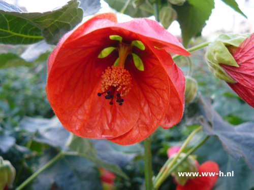 Abutilon hybridum rood Chinese Lantaarn